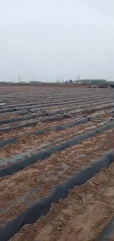Filme mulch biodegradável de plástico preto agrícola